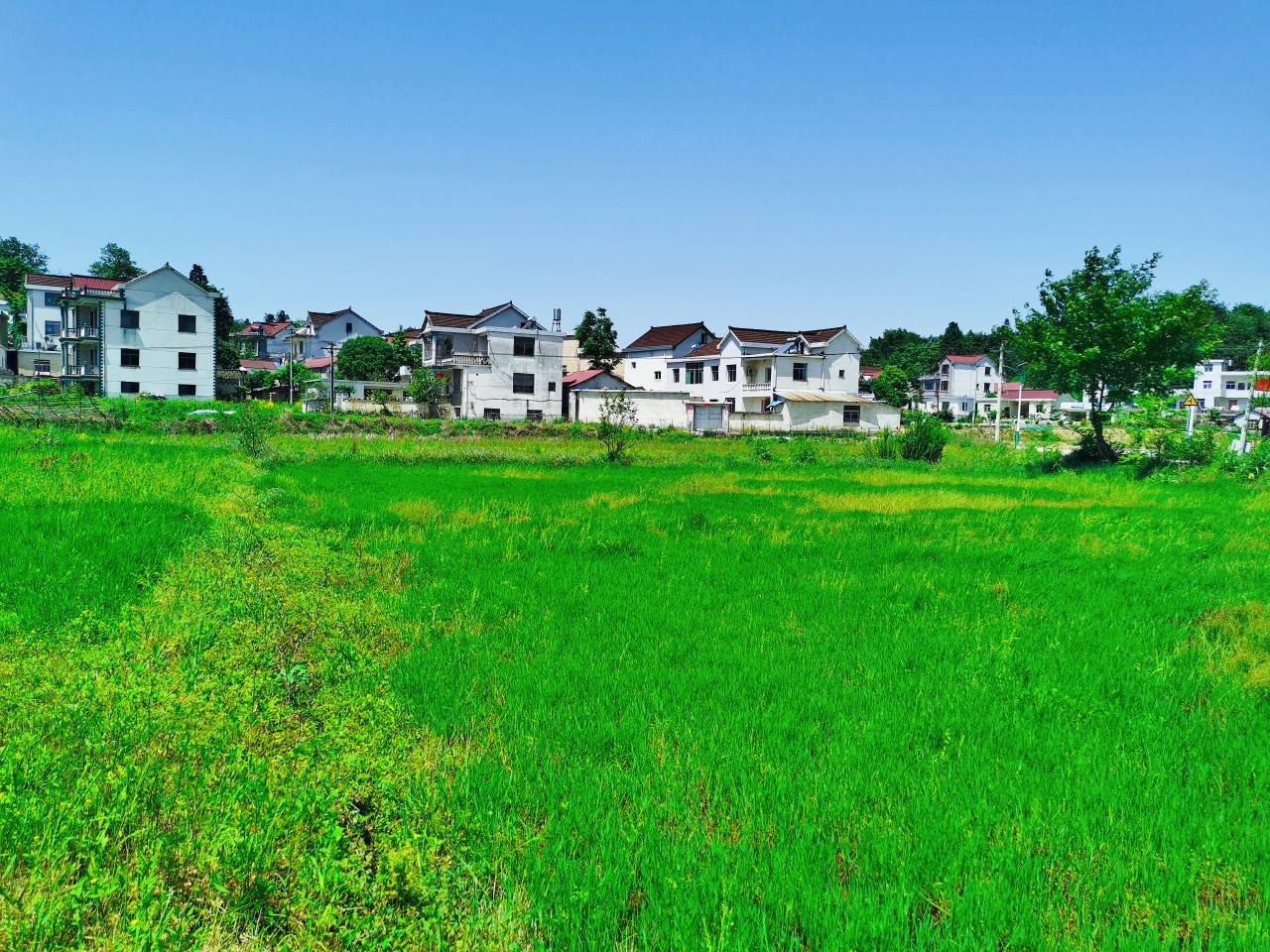 春光明媚青山村-青阳热线 - qyrx.cc