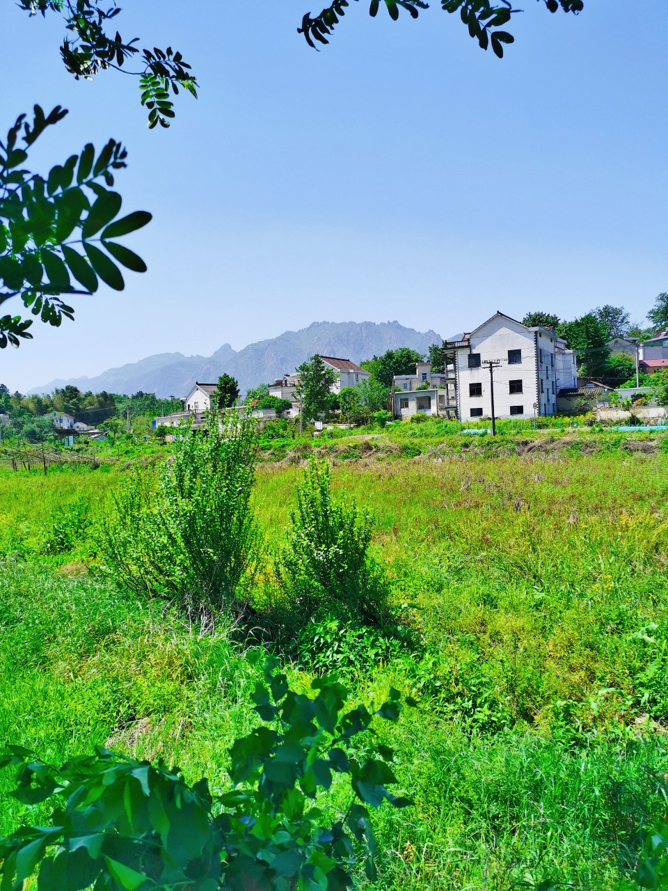 春光明媚青山村-青阳热线 - qyrx.cc