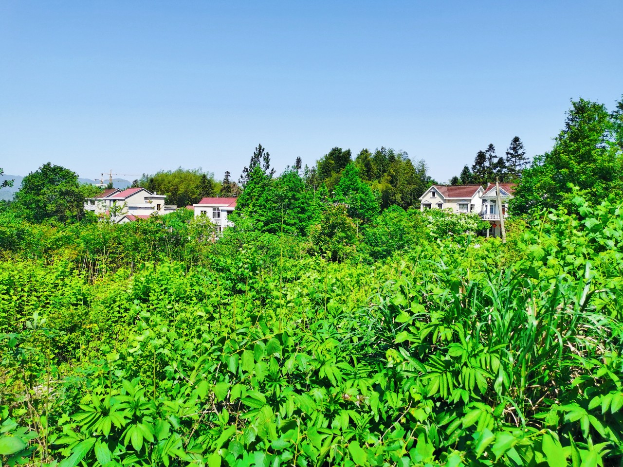 春光明媚青山村-青阳热线 - qyrx.cc