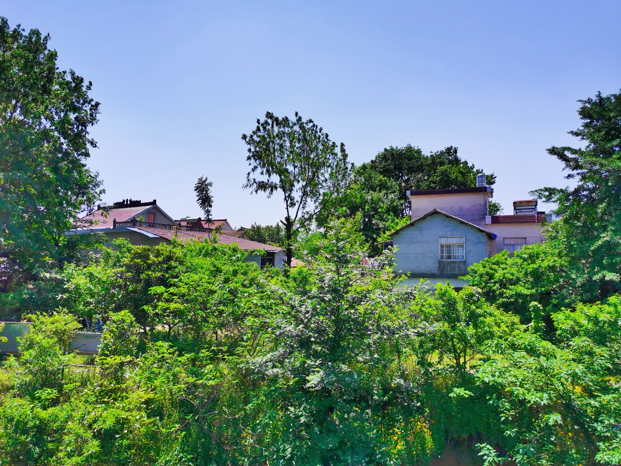 春光明媚青山村-青阳热线 - qyrx.cc