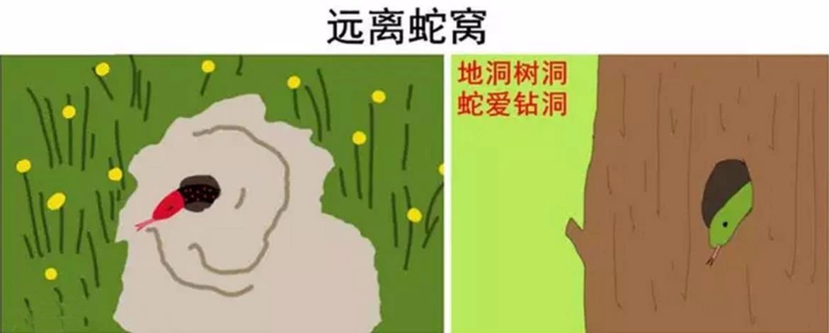 吓人东至一居民家中惊现眼镜蛇