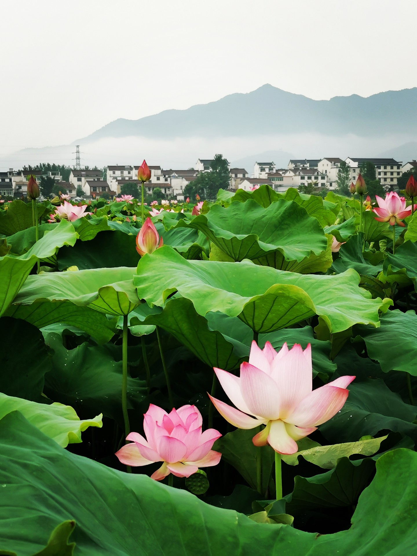 误入九华圣境的荷花仙女
